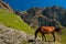 Horse in front of mountain waterfall