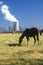 Horse in front of a nuclear power plant