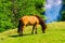 Horse on front of waterfall