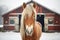 horse with frosted mane standing near a snowy barn