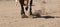 A horse galloping across the sand. Dust from under the hooves. Close-up of the stallion's legs. Banner size