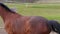 Horse galloping away to other horses in paddock at spring day