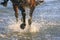 Horse galloping at beach at sunrise