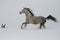 A horse gallops in deep snow. The gray stallion galloping on the slope in the snow.