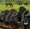 Horse Gallops In Field Rider Leather Saddles