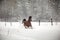 The horse gallops in the snow