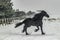 The horse gallops in the snow
