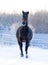 Horse gallops in winter