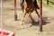 Horse while in galop on race track