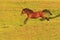 Horse galoping and jumping in a field