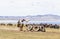 Horse Games at Song Kul Lake in Kyrgyzstan