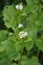 Horse garlic (Alliaria petiolata) grows in the wild