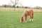 Horse gazing on the farm and eats green grass copy space