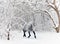 Horse gelding running in new fallen snow