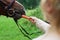 Horse getting carrots from a females hand