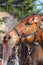 A horse getting his face washed.