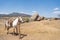 The horse and the giant stones of Tapalpa Jalisco Mexico.