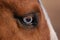 Horse Glass Eye Detail