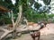 Horse, goat and Giraffe in Singapore Zoo