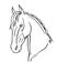 Horse. Graceful Akhal-Teke horse head - linear vector illustration for coloring. Noble thoroughbred oriental horse portrait.