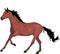 The horse is a graceful animal, with highly developed muscles and a strong constitution.