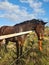 Horse grass beauty Ceduna SA Brown