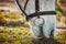 Horse, grass eating and pet nose zoom on a farm in the countryside grazing on green plants. Agriculture, hungry animal