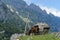 Horse grassing near Bunker in front of Albanian mountains scenery