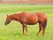 Horse And Grassland