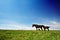 Horse in grassland