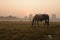 The horse graxing at the Kolkata Maidan