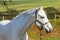 Horse Gray Animal Portrait