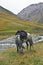 Horse gray grazing in a mountain pasture in the Tien Shan