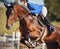 A horse with a gray mane jumps high with a rider in the saddle