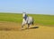 horse with a gray tail and short mane runs on the sand next to the green grass