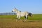 Horse with a gray tail and short mane runs on the sand next to the green grass