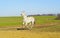 Horse with a gray tail and short mane runs on the sand next to the green grass