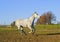 Horse with a gray tail and short mane runs on the sand next to the green grass