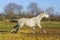 horse with a gray tail and short mane runs on the sand next to the green grass