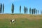 Horse graze on the farmland