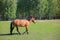 Horse graze on the field