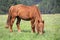 Horse graze in the meadow