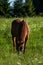 A horse graze on a meadow at spring in saarland