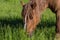 A horse graze on a meadow at spring in saarland