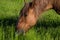 A horse graze on a meadow at spring in saarland