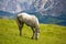 Horse grazed in mountains