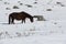 Horse grazed on a snow glade in the spring