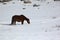 Horse grazed on a snow glade in the spring