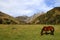 Horse grazes in the Caucasus mountains