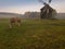 Horse grazes in a clearing with a mill. Beautiful rural mood scene